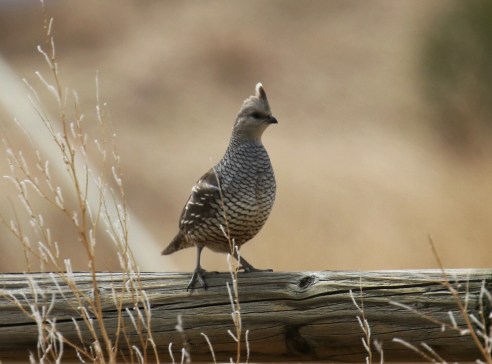 42-Scaled Quail