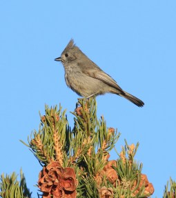 48-Juniper Titmouse