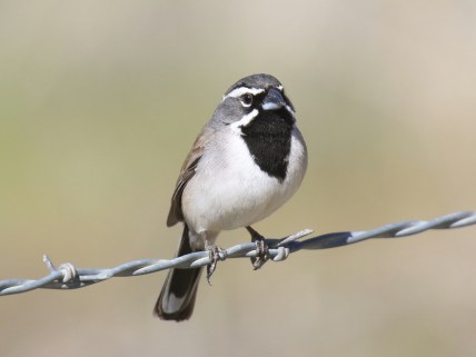 49-Black Throated Sparrow 3