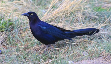 50-Great Tailed Grackle