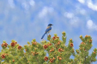 52-Western Scrubjay Woodhouse Form