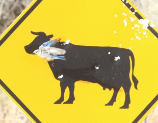 59-Mountain Bluebird on Sign