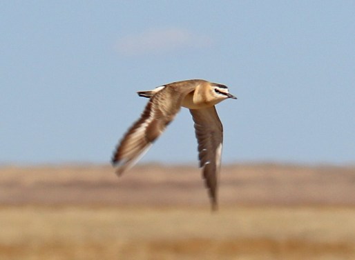 5a-Mountain Plover in Flight
