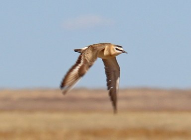 5a-Mountain Plover in Flight