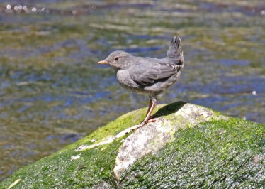 American Dipper - Copy