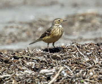 American Pipit