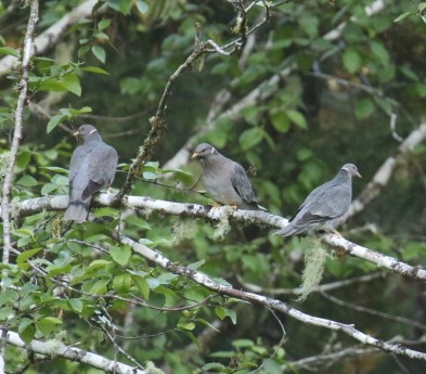 Band Tailed Pigeons