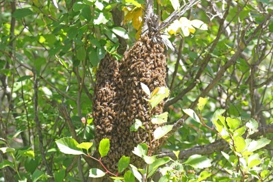Bee Swarm