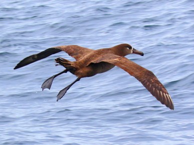 Black Footed Albatross2