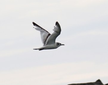 Black Legged Kittiwake Flight