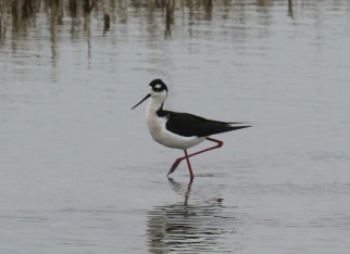 Black Necked Stilt