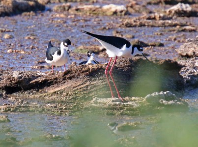 Black Necked Stilt