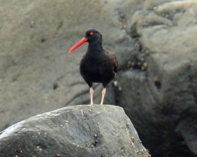 Black Oystercatcher