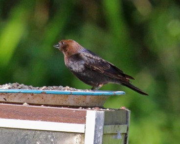 Bown Headed Cowbird
