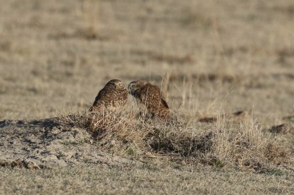 Burrowing Owls.jpg