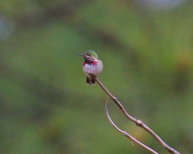 Calliope Hummingbird2