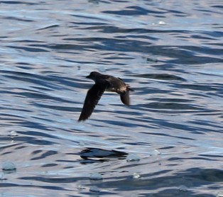 Cassin's Auklet in Flight