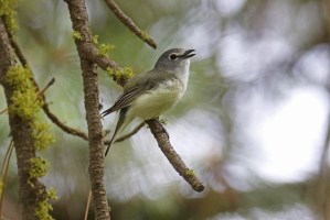 Cassin's Vireo