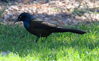 Common Grackle2