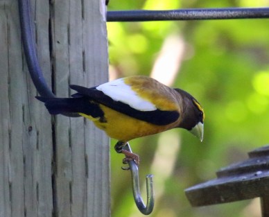 Evening Grosbeak