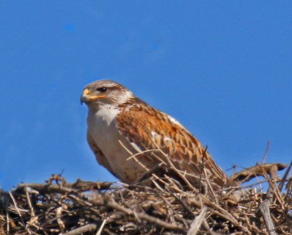 Ferruginous Hawk2