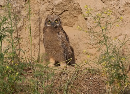 Great Horned Owl Owlet