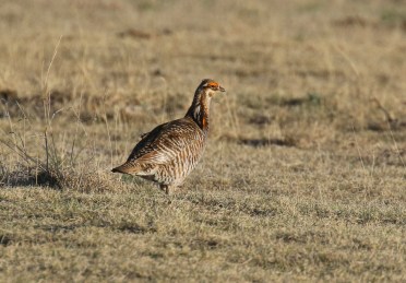 Greater Prairie Chicken