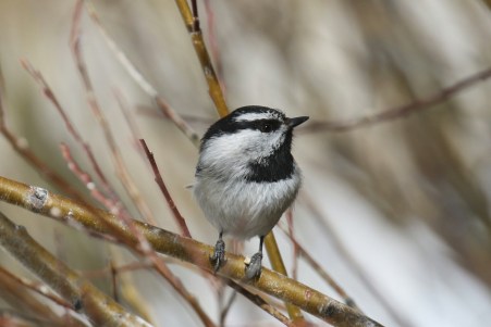 Mountain  Chickadee