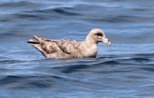 Northern Fulmar3