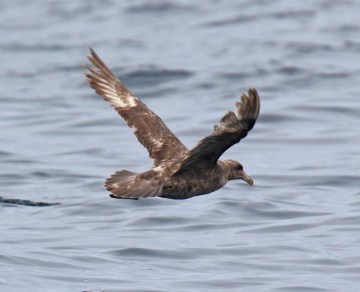 Northern Fulmar5