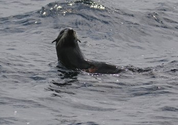 Northern Fur Seal1