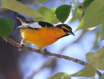 Northern Oriole
