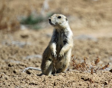 Prairie Dog