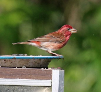 Purple Finch