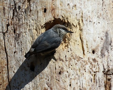 Pygmy Nuthatch
