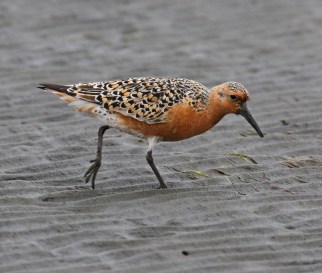 Red Knot2