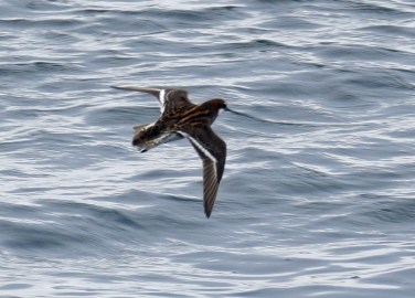 Red Necked Phalarope1