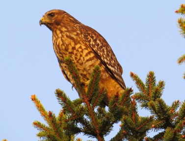 Red Shouldered Hawk