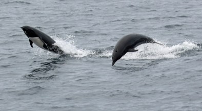 Right Whale Dolphins