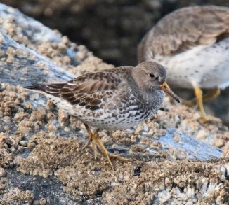 Rock Sandpiper1