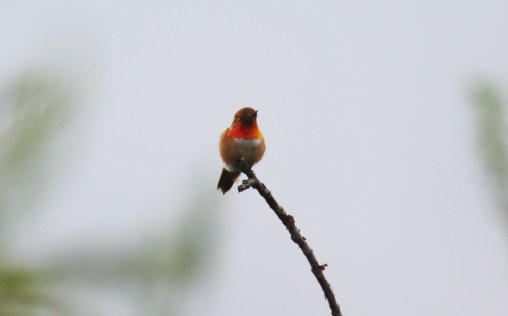 Rufous Hummingbird