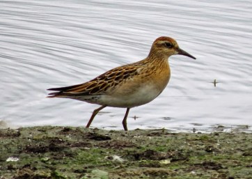 Sharp Tailed Sandpiper