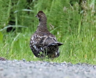 Sooty Grouse