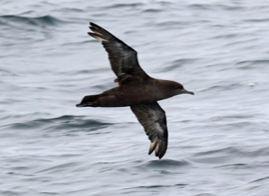 Sooty Shearwater2