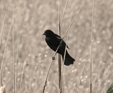 Tricolored Blackbird