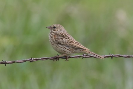 Vesper Sparrow