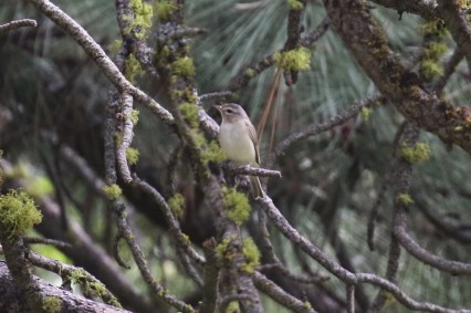 Warbling Vireo