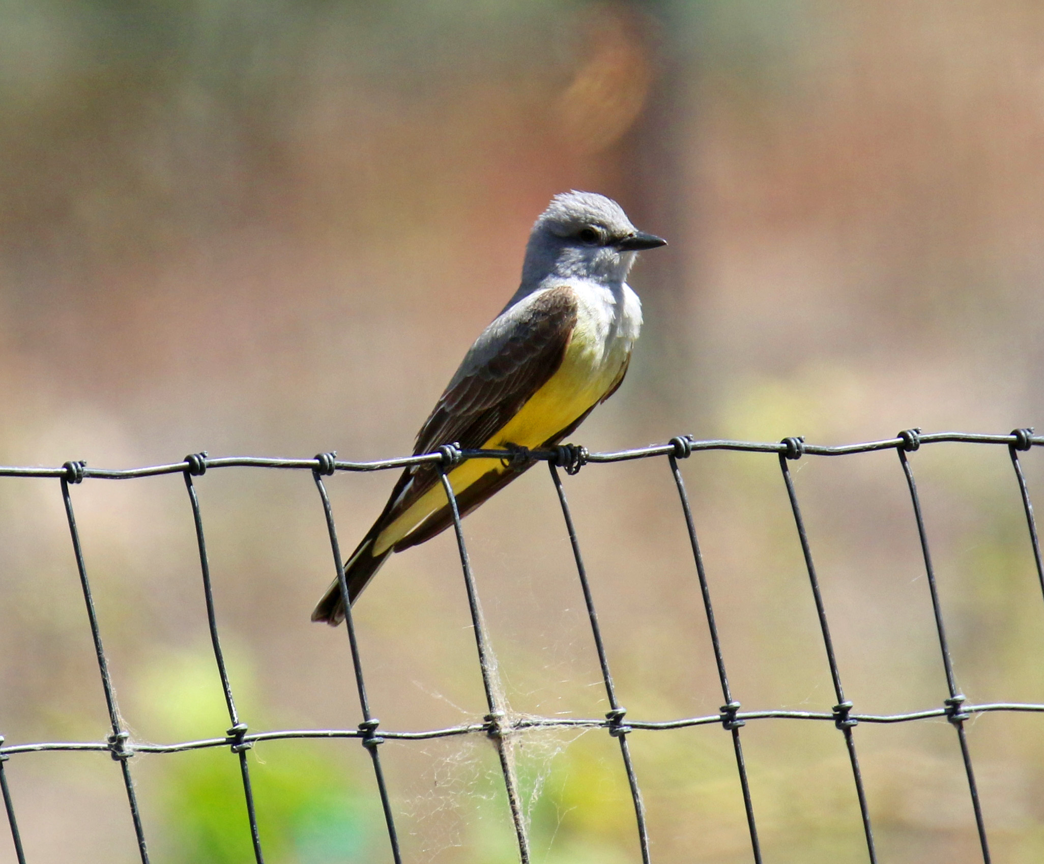 Western Kingbird