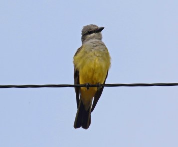 Western Kingbird1