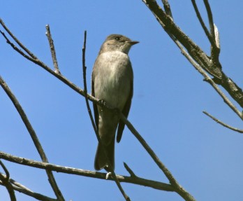 Western Wood Pewee